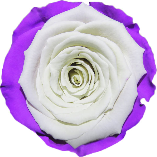 Rose stabilisée Violet et Blanc