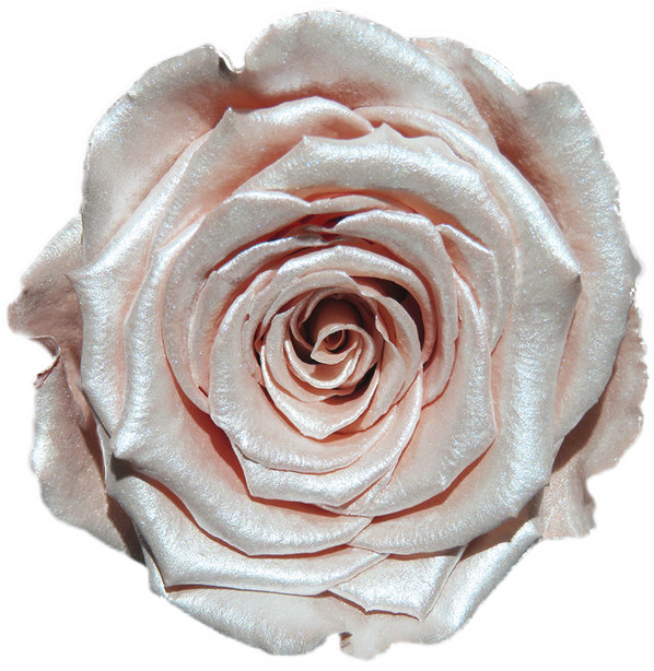 Rose stabilisée Blanc rose Peach
