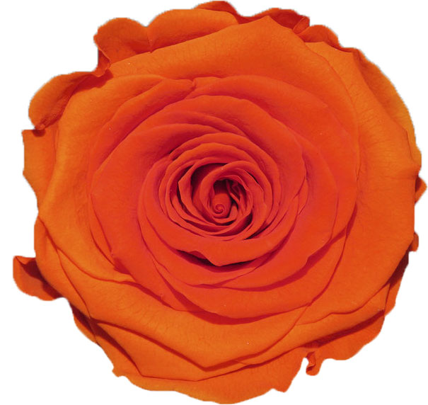 Rose stabilisée orange Nina