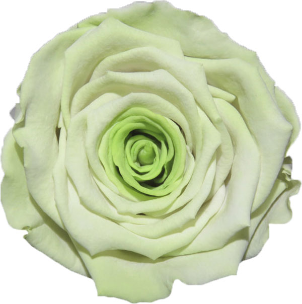 Rose stabilisée Vert et vert