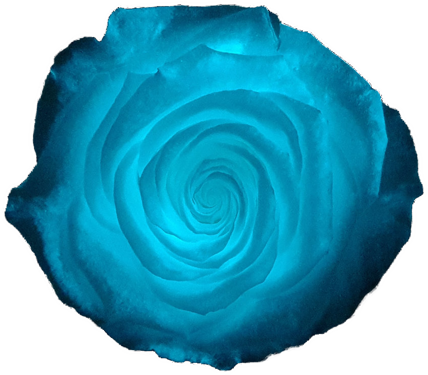 Rose stabilisée Bleu fluo GLW Blue