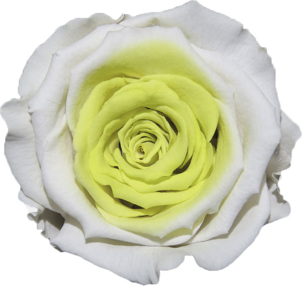 Rose stabilisée Blanc et Jaune Blanc Coquille
