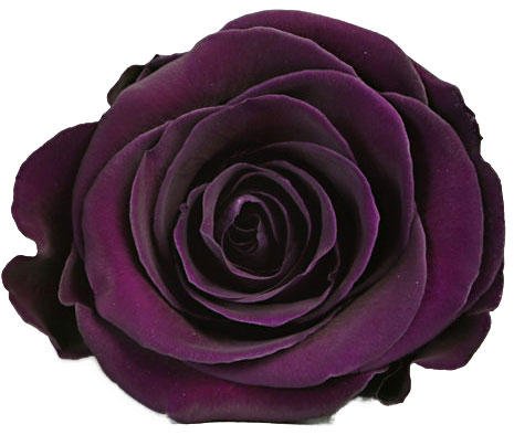 Rose stabilisée violet foncé Violine