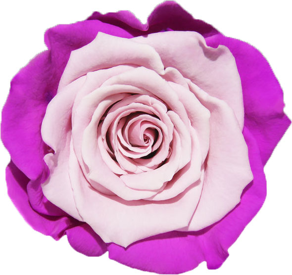 Rose stabilisée Violet et Rose Mauve Rose