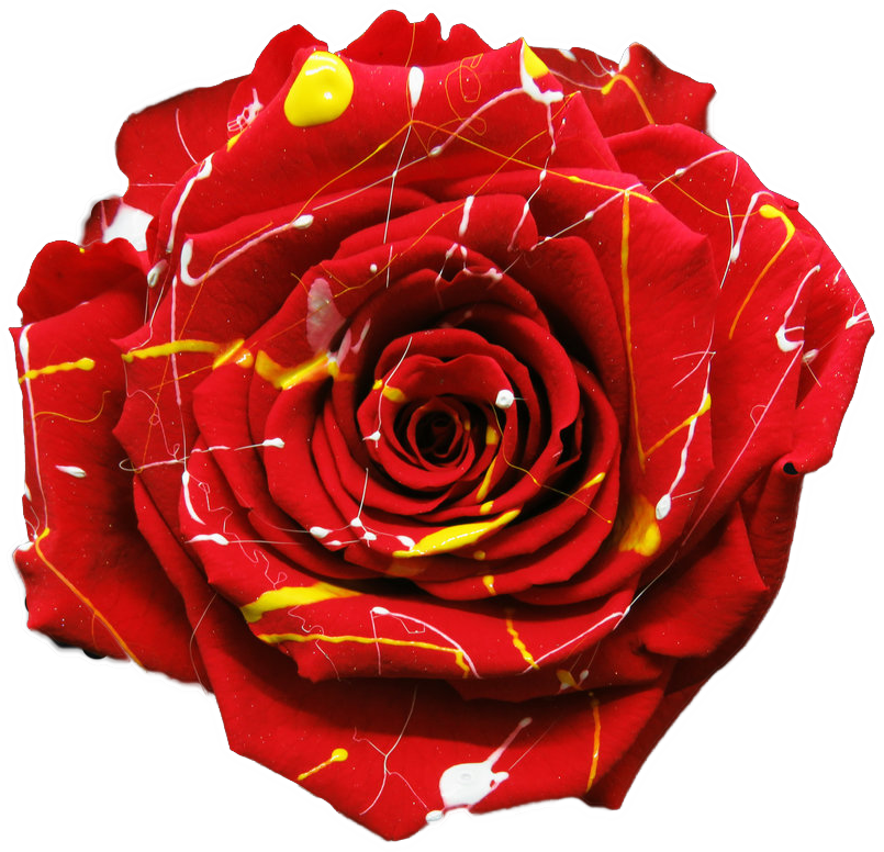 Rose stabilisée Rouge jaune blanc Red Festiva