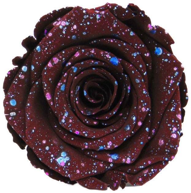 Rose stabilisée Marron Galaxy Chocolat