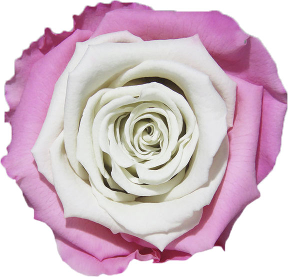 Rose stabilisée Rose et Blanc Parme Blanc