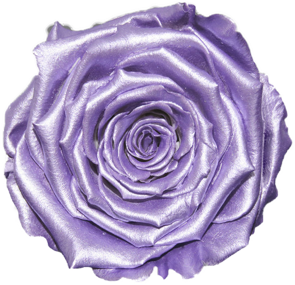 Rose stabilisée violet Lavender