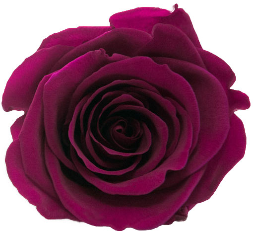 Rose stabilisée violet Prune