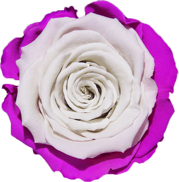 Rose stabilisée Violet et blanc Mauve Blanc
