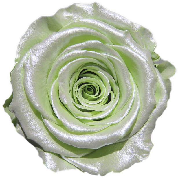 Rose stabilisée Blanc vert Satin Mint