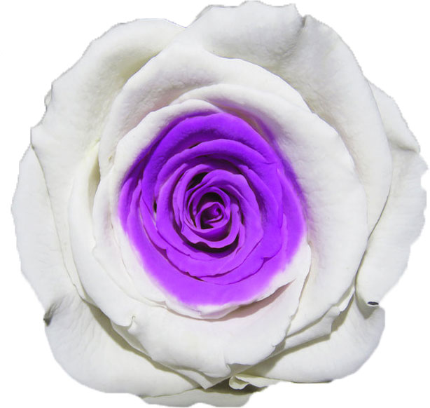Rose stabilisée Blanc et Violet