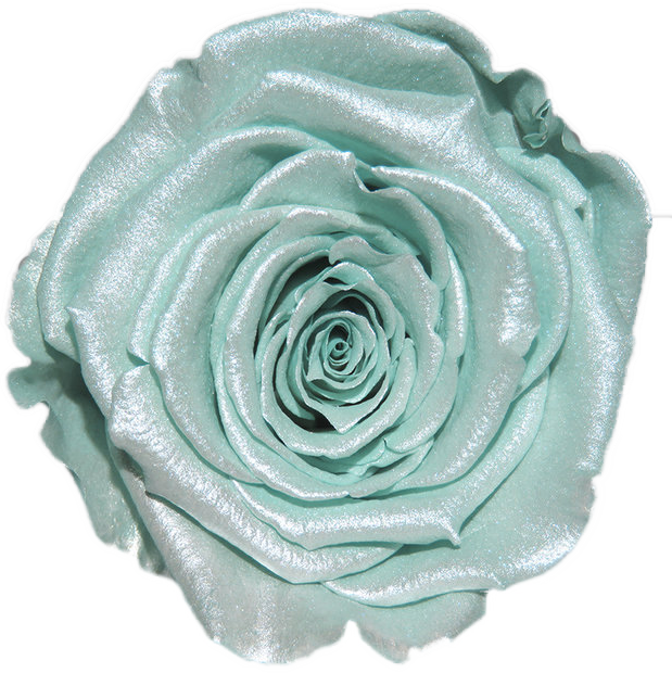 Rose stabilisée Blanc et bleu Tiffany