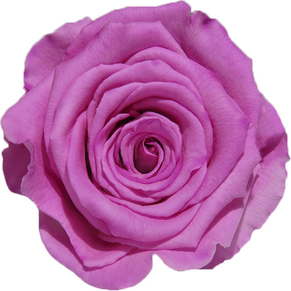 Rose stabilisée bicolore rose et blanc Pauline