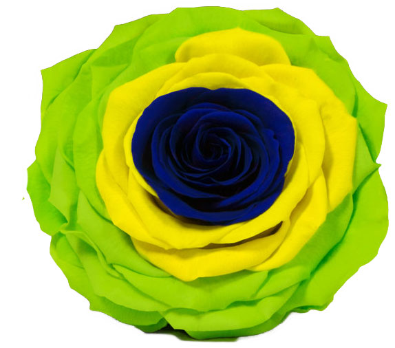 Rose stabilisée Drapeaux vert jaune bleu Brazil