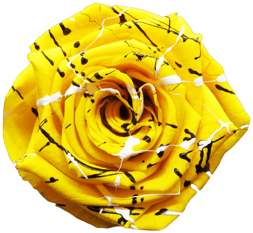 Rose stabilisée jaune blanc noir Yellow Festiva