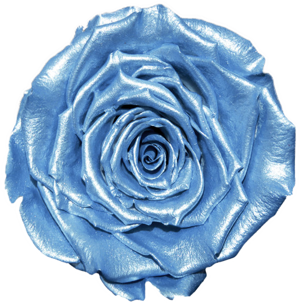 Rose stabilisée Bleu Sku Blue