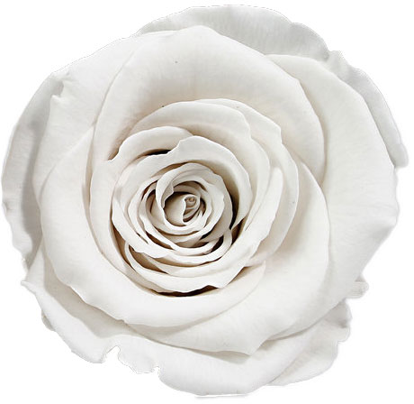 Rose stabilisée blanc Albâtre