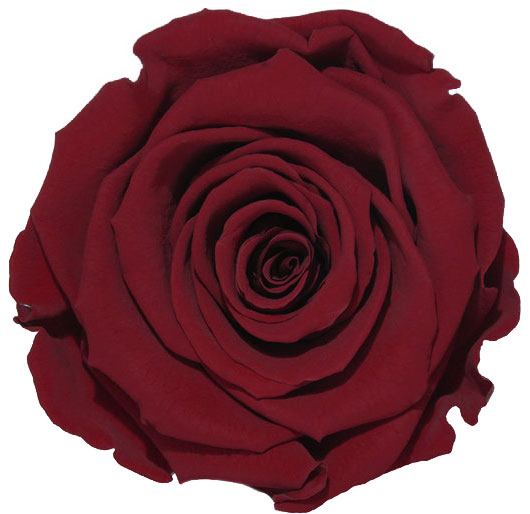 Rose stabilisée rouge foncé Bel Amour