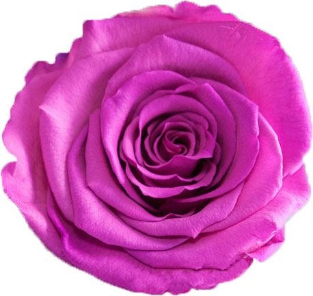 Rose stabilisée rose violet Lucie