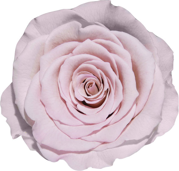 Rose stabilisée rose pale Poudrée