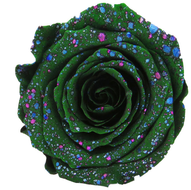 Rose stabilisée Vert Galaxy vert