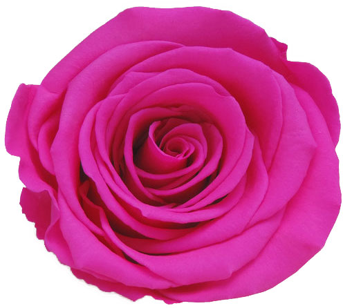 Rose stabilisée rose fushia Rose Fluo