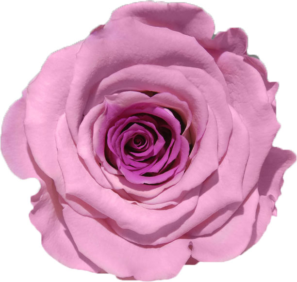 Rose stabilisée Rose et Rose  Rose Coeur Parme