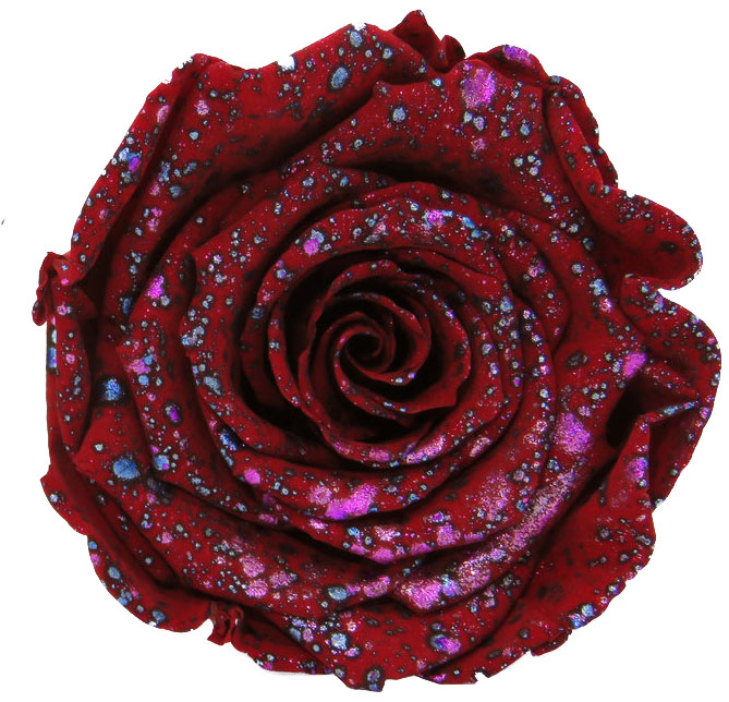 Rose stabilisée Rouge Galaxy rouge